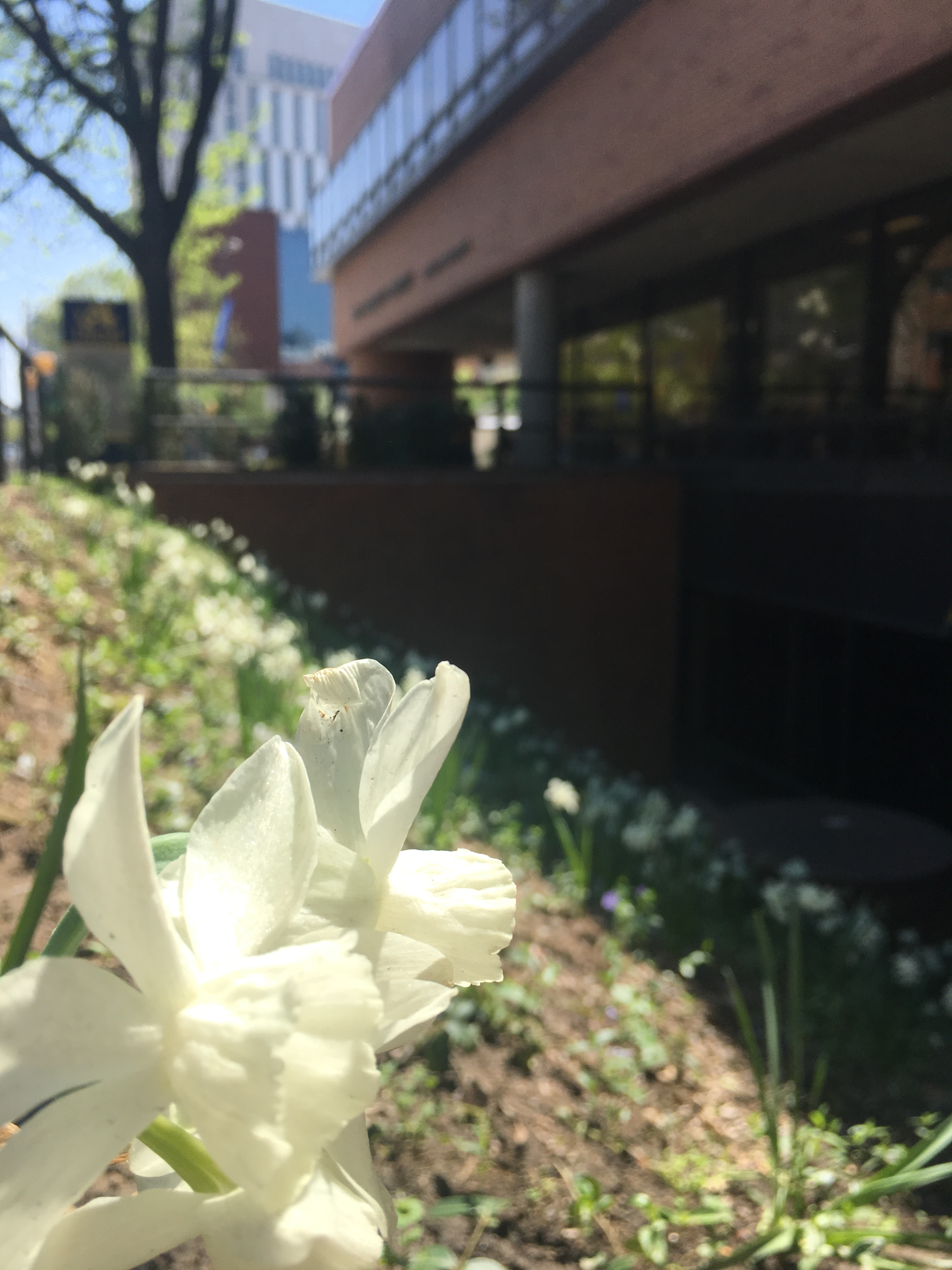 A closeup of white daffodils that are planted outside the W. W. Hagerty Library